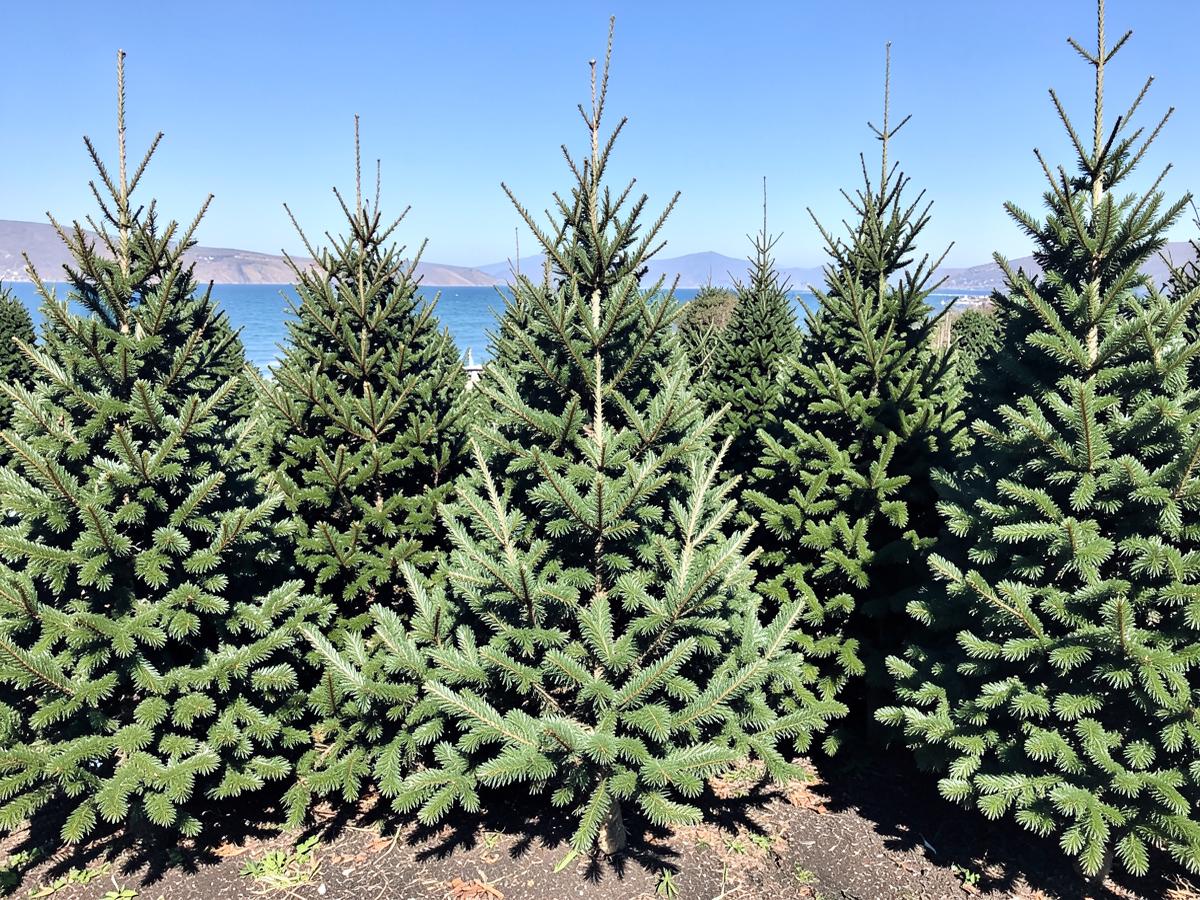 Rows of fresh noble and douglas firs with the ocean behind them